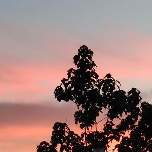 香焦app成人线上观看
