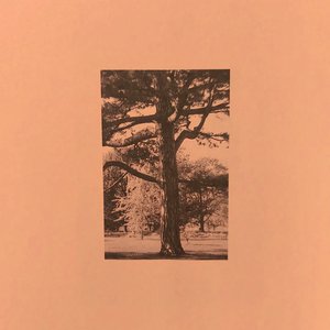 AV无码专区尤酸乳
